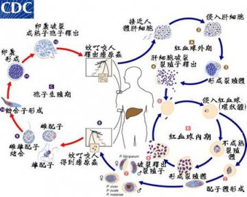 世界（全国）防治疟疾日