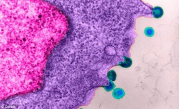 HIV研究获突破：可预防感染疫苗诞生在即