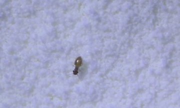 网友网购进口奶粉发现有活虫 店家称不予赔偿