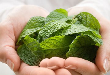 IBS治疗：薄荷油