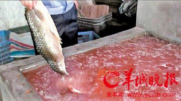 工业盐腌死鱼4万斤入市场 黑作坊被捣毁
