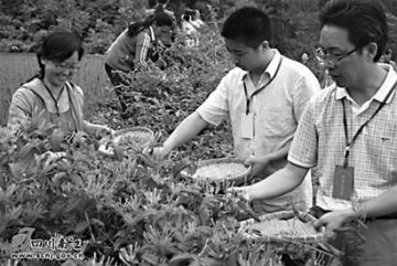 金银花要高产 田管不能懒