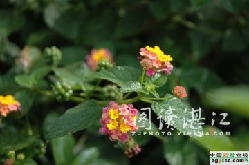 粗生旺长花朵靓丽 娇艳笑脸奉献人间