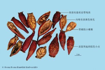 金樱子（Jinyingzi）中药材鉴别照片