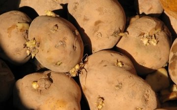 这13种菜天生有毒！