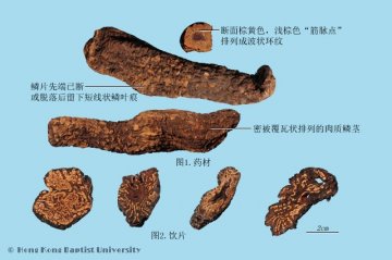 肉苁蓉（Roucongrong）中药材鉴别照片