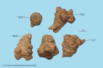 三七（Sanqi）中药材鉴别照片