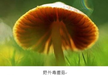 广州市食品药品监管局温馨提示：为了生命安全，野外生长的蘑菇不要采摘食用