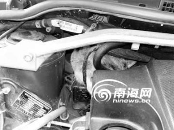 母猫汽车前盖内产崽被狗发现