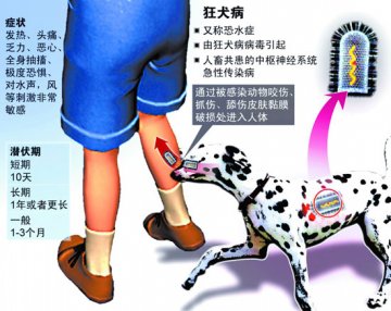 男子被狗抓伤未打疫苗 三个月后发病身亡