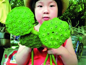 又到一年吃莲时