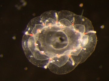 科学家发现生殖器暴露在外新种水母