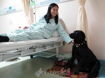 导盲犬陪主人住院 医院破例提供特价VIP病房