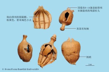 罂粟壳（Yingsuqiao）中药材鉴别相册