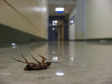 加科学家发现