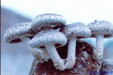 十种天然廉价抗癌食物