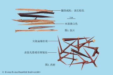 皂角刺（Zaojiaoci）中药材鉴别照片