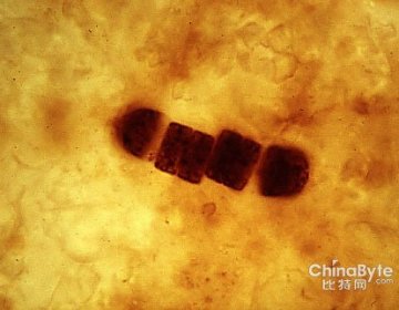 科学家发现食岩细菌可将火星变“绿色地球”