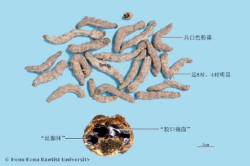 僵蚕（Jiangcan）中药材鉴别照片