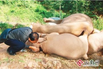 幼象遭电击象妈妈冒死营救 母女相拥而亡