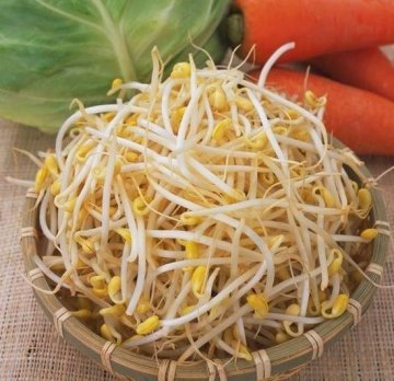 直击“毒豆芽”生产黑幕