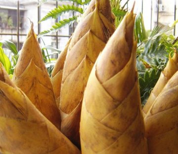 秋季10大食物瘦身清热