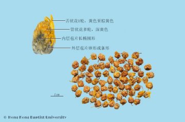 野菊花（Yejuhua）中药材鉴别相册