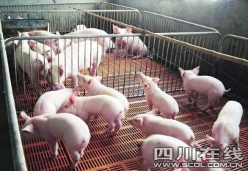 男子用牛奶喂猪 每斤猪肉卖60元以上