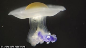 瑞士养殖成功奇特水母 外形酷似煎蛋