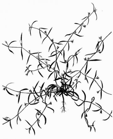 中草药：白花蛇舌草
