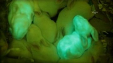 科学家培育转基因荧光兔子：注入水母DNA