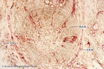 大黄（Dahuang）中药材横切面显微鉴别照片