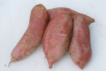 能杀死癌细胞八大食物