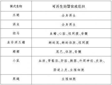 涡虫：具有再生能力的模式生物