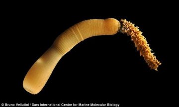 肛门进化之谜：可能是生物体中最重要的器官之一