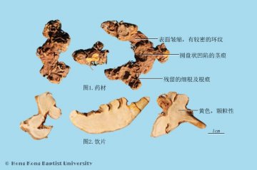 射干（Shegan）中药材鉴别照片