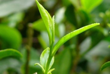 不同茶叶的特殊保健功效