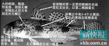 毒倒22人肇事者曝光：初步判断因云斑裸颊虾虎鱼