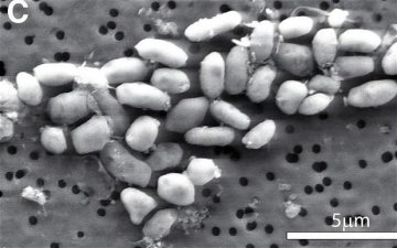 NASA科学家发现地球上的“外星生命”