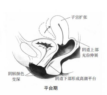 科普男女性器官在性反应周期中的变化
