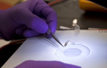 新型电子植入物可在进入人体后自动软化