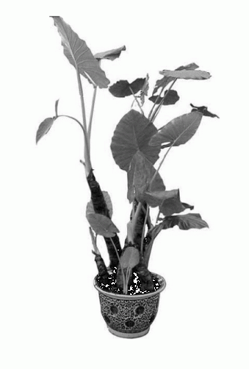 男子不信观赏植物滴水观音有毒 舔一口后被送医