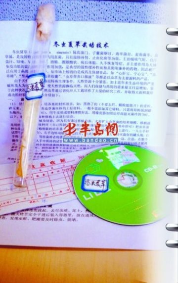 商贩回收北虫草 混合冬虫夏草出售每公斤30万