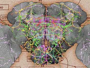 美科学家绘果蝇大脑神经元图谱 神经元约10万个