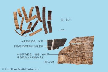 杜仲（Duzhong）中药材鉴别照片