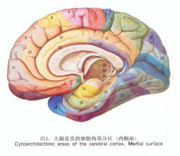 大脑皮质的细胞构筑分区（内侧面）