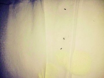 雅培金装喜康力奶粉又现虫子：有一条还在爬