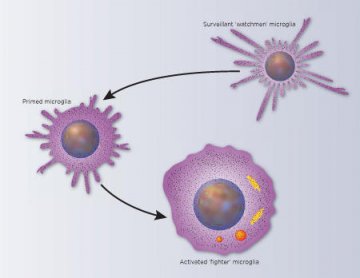 J Neurosci：揭示小神经胶质细胞保护机体神经系统免受损伤的分子机制