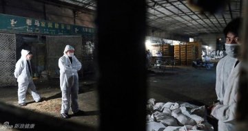 5、禽鸟接触过的物品、用具进行彻底消毒
