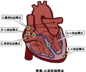 窦性心律正常，室性心律危重